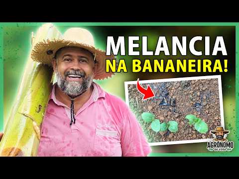Watermelon planting on a banana tree trunk.