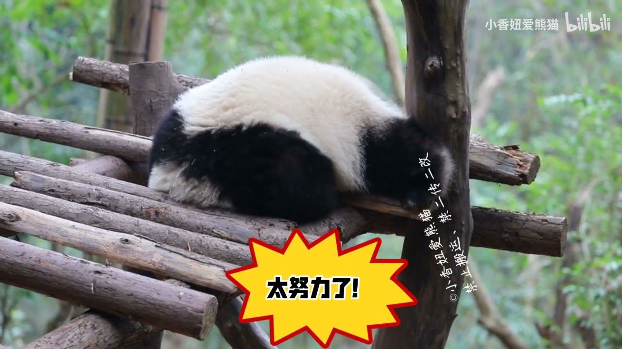 For Comedy, Hua Dun Dun had tried her best -  Panda Hehua