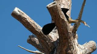 One angry little anhinga - and two adults