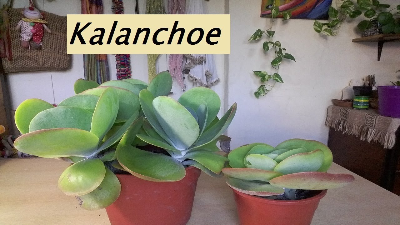 Kalanchoe Thyrsiflora o Luciae. Trasplante. Suculenta. #kalanchoeluciae #kalanchoe #suculentas