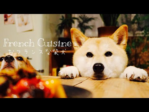 フランス料理フルコースを食べてみたい愛犬の夢を叶えてあげたい Hungry Shiba Inu Eats French Cuisine