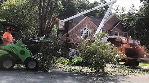 Tree Removal Time Lapse