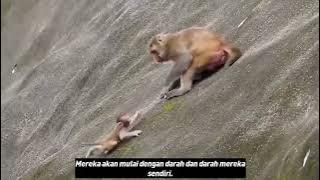 Monyet membantai anak sendiri menggigit..Mohon Subscribe 🙏🙏#hewan #trending #monkey #animal
