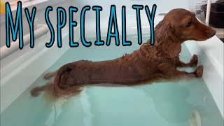 【おもしろダックス】お風呂で 手足ぴーーーーん‼︎