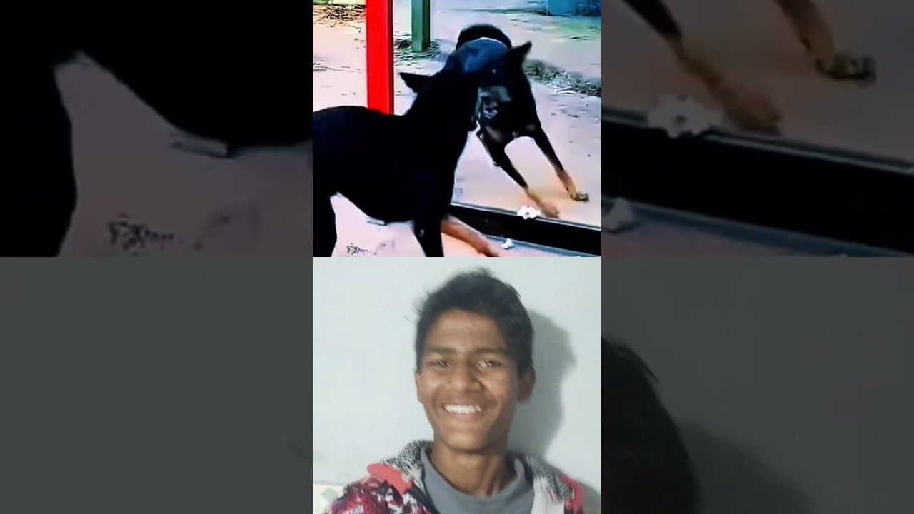 funny video dogs 😂😂😂😂