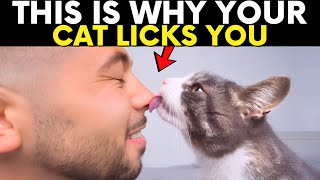 If Your Cat Licks You, Theyre Trying to Tell You This...