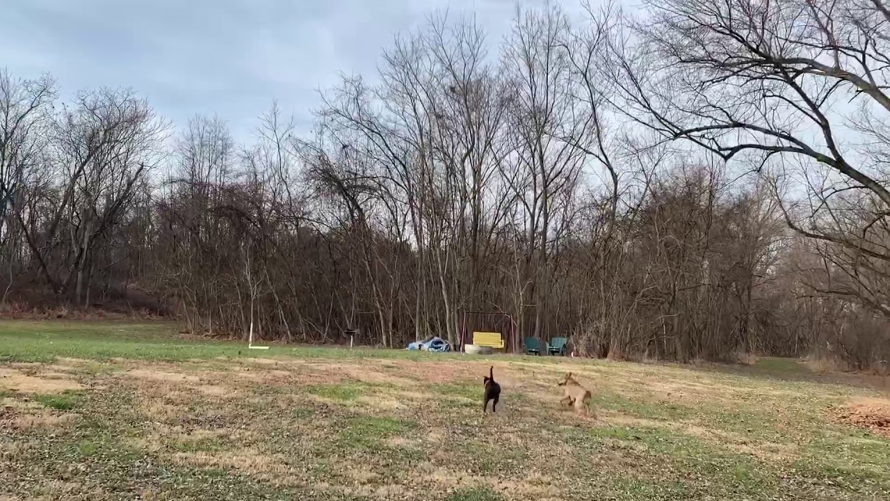 Off leash hike Oxford and Lu YouTube