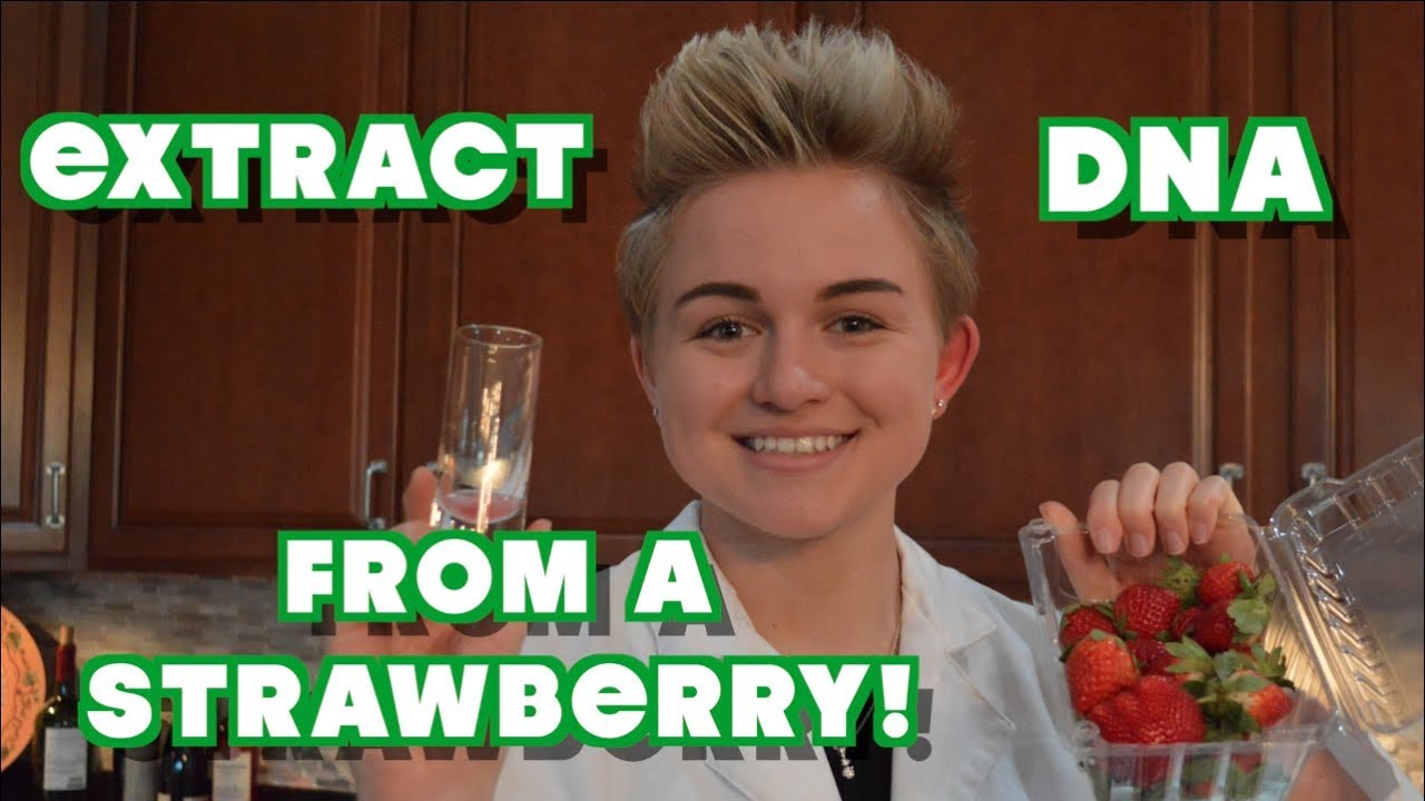 Strawberry DNA Extraction YouTube