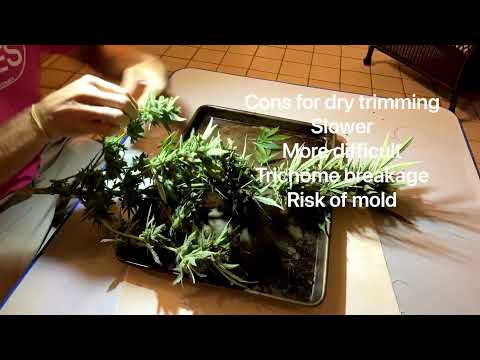 Harvest, Trim, Dry Cure AND  How to avoid BUD ROT