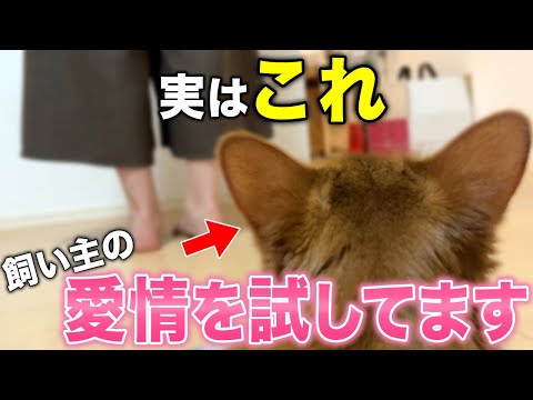 【保存版】猫が飼い主の愛情を試している時に見せる行動10選