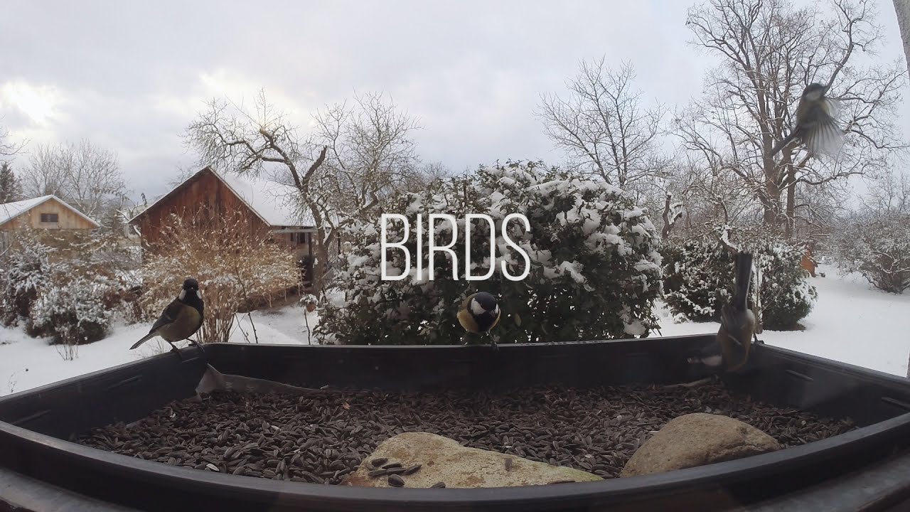 Birds feeding on sunflower seeds YouTube