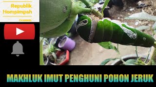 ULAT DAUN || Makhluk Imut Penghuni Pohon Jeruk || Created by The_Jurnalist