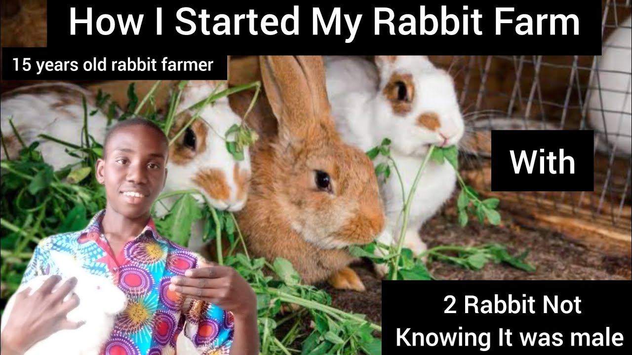 (15 YEARS OLD RABBIT FARMER)How I started My Farming Rabbit || My ...