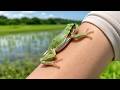 絶対に手から降りない野生アマガエルが可愛すぎた🐸