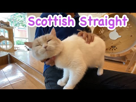 วีดีโอ: Scottish Straight Cat Scottish Straight: คำอธิบายของสายพันธุ์พร้อมรูปถ่ายลักษณะและลักษณะการดูแลการเลือกลูกแมวและความคิดเห็นของเจ้าของ