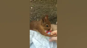 БЕЛКА УКУСИЛА!!!