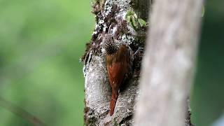 Spot-crowned Woodcreeper (Lepidocolaptes affinis)