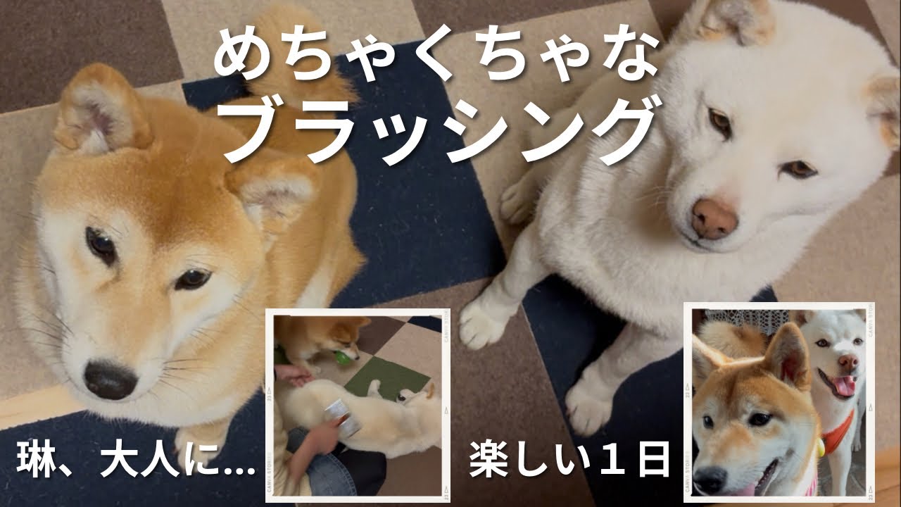 めちゃくちゃなブラッシング#琳、ヒート始まったかも…#柴犬＃白柴＃赤柴＃ご飯#散歩＃ヤンチャガール ＃多頭飼い＃犬のいる生活＃癒し＃可愛い#楽しい1日#8ヶ月＃5才＃鬼嫁＃優夫#犬バカ#あそび#