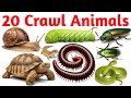 Wait Till You See These Crawling Animals! | Kids Learning Video Crawling Animals You See Every Day