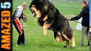 5 Biggest Dog Breeds in the World / Abnormally Large Dogs
5 Biggest Dog Breeds in the World / Abnormally Large Dogs
If youre new, Subscribe Here: https://goo.gl/U61s7d ❤❤❤
Leave a like if you enjoyed and tell me what you think in the comments!
5 Biggest Dog Breeds in the World / Abnormally Large Dogs
Hello and welcome to another episode of the Amazed 5s. Today we will be looking at large sized man’s best friend. Yes we are going to be looking at the biggest dog breeds in the world.
Dogs can be your most loyal friends ever. Big dog breeds also make awesome family pets. Dont you think so?
5. Newfoundland
To start the list we present you the Newfoundland. Newfoundland is a strong athletic dog that is huge in size. This breed of dog was bred in Canada. The original use of this dog was to help the fishermen pull their nets. That is why this breed is excellent is working in water as well as land.
4. Dogue De Bordeaux
People love Dogue De Bordeauxs deep autumn coat and a unique wrinkled appearance. Dogue De Bordeaux is the descendent of the Molossus breed of dogs that were known to be the protectors of the livestock. Also known as a French Mastiff, this big dog breed is loving and huge reaching up to 2.5 feet or 26 inches tall and weighing 100 pounds. The French Mastiff has been used for various purposes over the past years.
3. Saint Bernard
As their name suggests, Saint Bernard has a saint-like nature. Their temperament is calm and peaceful, making them an ideal family dog. The Swiss convent bred Saint Bernards. Reaching up to 30 inches, these dogs can be big. They were originally bred to protect the monastery of the Swiss people; however, their sweet and gentle nature didnt make this possible, and soon it was discovered that they had excellent searching and rescuing skills.
2. Great Dane
Great Dane is the tallest of all the dog breeds in the world with a height of up to 34 inches. The main reason for is that it is a cross between the English Mastiff and the Irish Wolfhound. Great Dane is the breed of Marmaduke. The Germans bred this tall and giant dog breed for the same purpose many of the dogs in this list were bred, that is, hunting boars and as a guardian.
Finally at number 1 spot is the English Mastiff. This dog breed is one of the largest in the world. Weighing up to 250 pounds, these dogs can reach heights of 30 inches. English Mastiff holds the record of being the heaviest dog in the world. Hence, this dog is tall as well as large due to its weight.
English Mastiffs were originally bred from the war-dogs however now they make an ideal pet. They love snuggling with their human owners, and people love them.
Our best videos arent out yet! Subscribe so you wont miss a thing! https://goo.gl/U61s7d
► The World’s Fastest Cars by 2020 https://youtu.be/jDBP_oOQOug
► Top 5 Most Expensive Cars in the World https://youtu.be/7V5S7M1wiCg
► Top 5 Craziest Concept Cars YOU MUST SEE https://youtu.be/XAr2RaO3yYo
► Top 5 Future Motorcycles YOU MUST SEE https://youtu.be/2yydPRnS_6o
► Top 5 Craziest Concept Cars YOU MUST SEE https://youtu.be/XAr2RaO3yYo
► 5 Most Luxurious Cars In the World https://youtu.be/eGozRyvriO4
► 5 Most Expensive Cars Luxury cars ✪ Ultra Luxury Cars https://youtu.be/BbcSLsWri-8
► Top 5 Best Off Road SUV in The World 2021 https://youtu.be/PvbKLkaZa2E
► 5 best attack helicopters in the world 2021 https://youtu.be/YUqmcj4rZTc
Amazed 5s is a place for explorers.
Together we seek out the most fascinating and rare gems of human knowledge. We read, write and learn in the process and have fun. Every day you will get a new video about most interesting and fascinating things in the world. We speak about everything and everybody. You will leave Amazed 5s smarter.
Crazy about learning something new ? Subscribe to Amazed 5s and you will be the smartest people at the party!
Dont Forget To Subscribe: https://goo.gl/U61s7d
DISCLAIMER:
Under Section 107 of the Copyright Act 1976, allowance is made for fair use for purposes such as criticism, comment, news reporting, teaching, scholarship, and research. Fair use is a use permitted by copyright statute that might otherwise be infringing.
The materials are used for illustrative and exemplification reasons, also quoting in order to recombine elements to make a new work.
If you are an uploader and have any questions, or want your video removed from here, please contact me first.
❤❤ Voice Talent : Josheph WELLS❤❤
❤ Thanks For You Watching! 5 Biggest Dog Breeds in the World / Abnormally Large Dogs