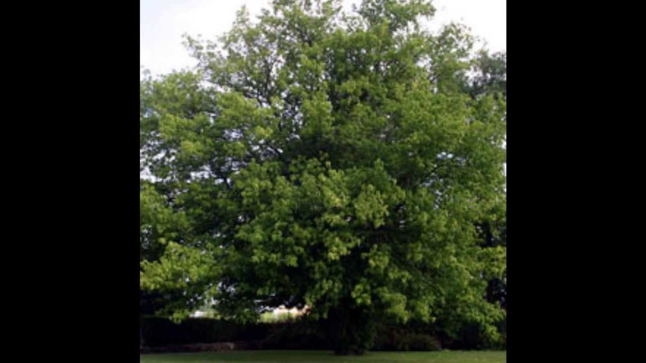Plant Id Box Elder Acer Negundo Youtube