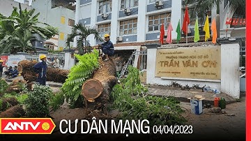 Vụ cây bật gốc ở trường Trần Văn Ơn: Nỗi lo cây xanh gãy đổ trong trường học | Cư dân mạng | ANTV