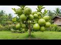LIVE 🔴How To Grow Guava Trees From Cutting, growing guava trees from cutting with bananas trees