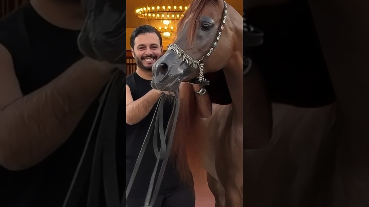 اول ظهور للظاهرة فلاح الشقب احد اجمل الافحل فى العالم 😲🤍 #٦٠شو_مع_الدكتور_حاتم_ستين