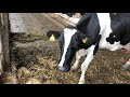 Automatic Cow Cleaning Smart Cowshed Tractor Loader Washing Milking Feeding Farming Technology