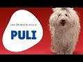 Caractristiques de la race de puli 