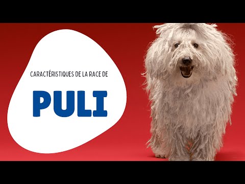 Vidéo: Race De Chien Puli Hypoallergénique, Santé Et Durée De Vie