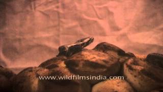 Python babies bursting out of their soft shells - Assam, India screenshot 5