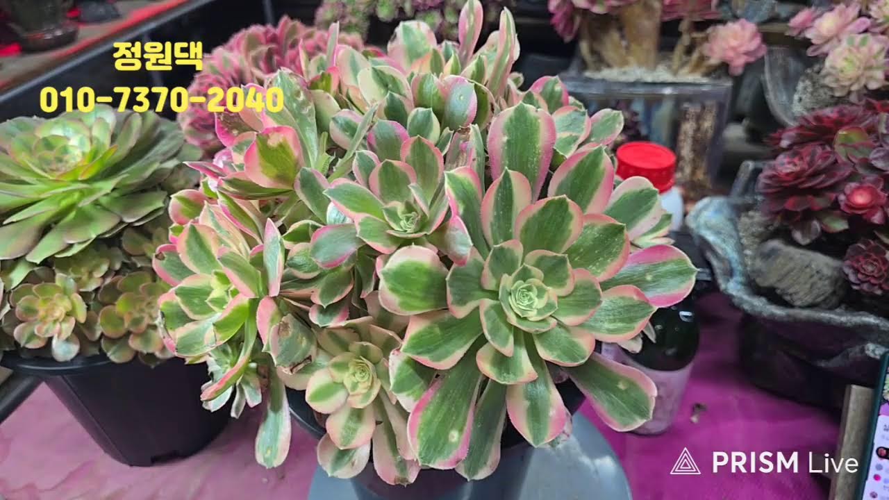 속초 정원다육 정원댁010.7370.2040