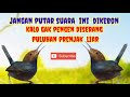 SUARA PIKAT PRENJAK KEPALA MERAH RIBUT