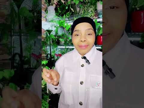 توقيت الاضاءة في بيتي نباتات منزلية نباتات داخلية