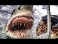 Comment Friday #12 - Insane Shark Attacks!