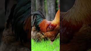 মুরগি/hen 🐓🐔 screenshot 4
