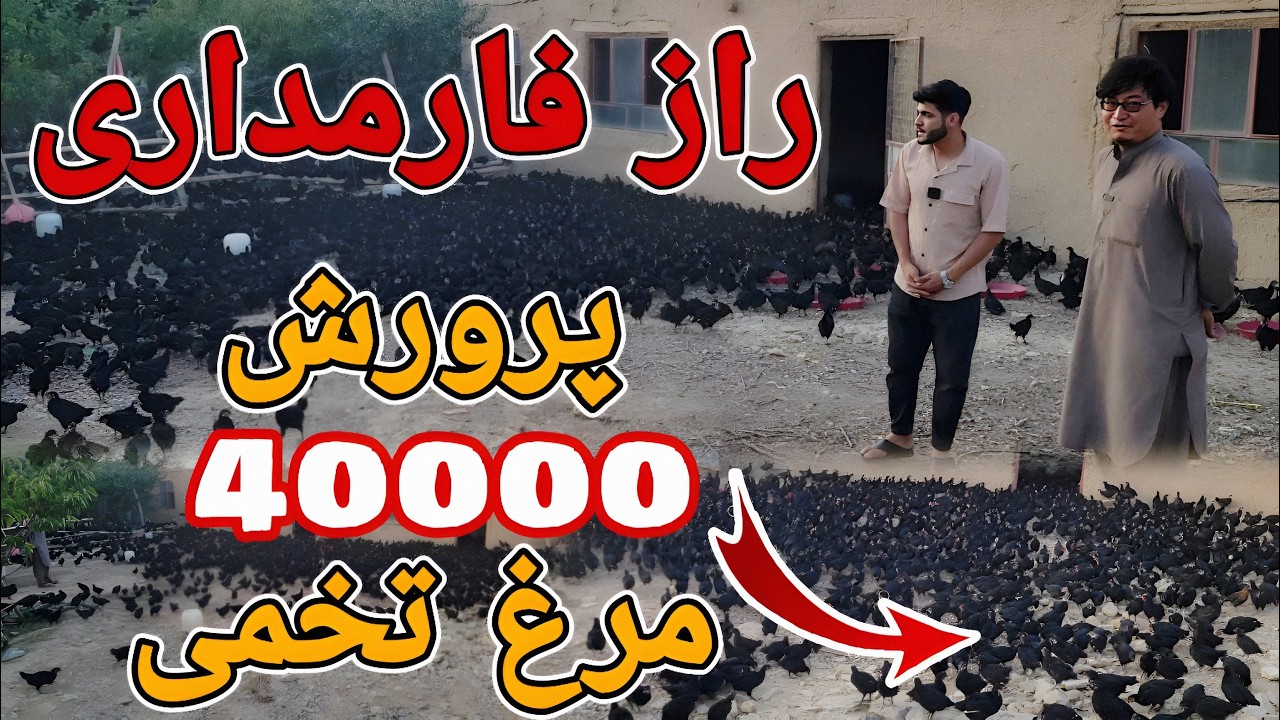 اگر میخواید شما هم صاحب یک تجارت عالی شوید برنامه را تا آخر بیننده باشد | شرکت مرغداری فقیری