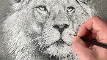 Drawing A Lion | Timelapse