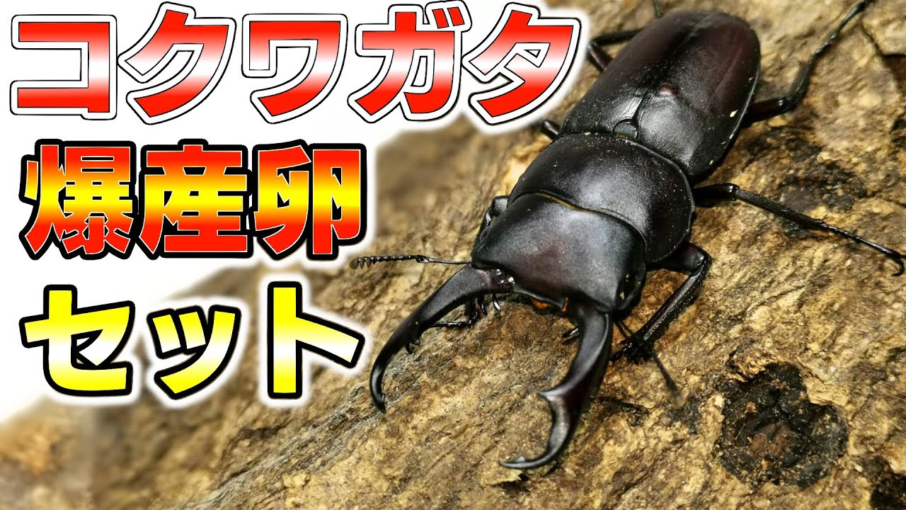 材にひと手間で爆産 コクワガタの産卵セット Youtube