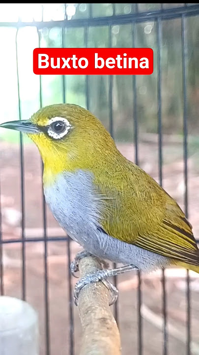 pleci betina buxtoni manggil jantan #plecigacor