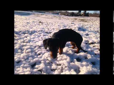 Video: Siberi hunt on taiga fauna üks olulisemaid loomi