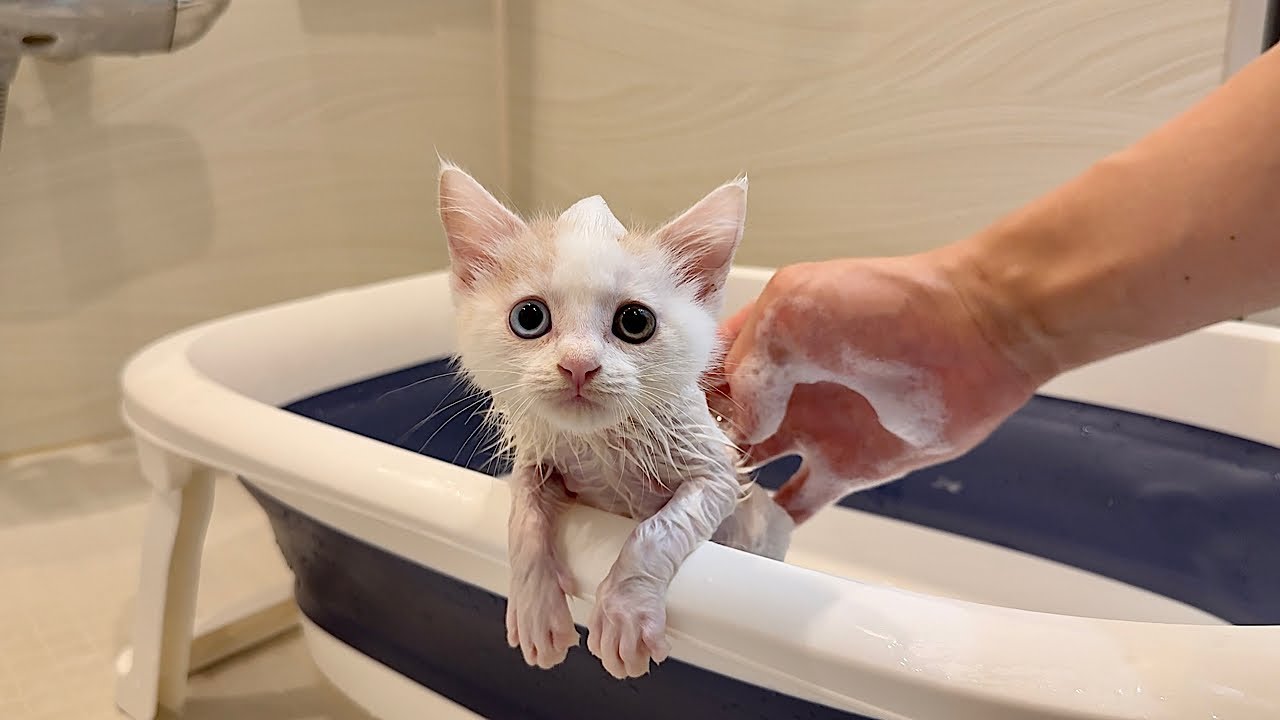 ノミだらけで怪我してた子猫を保護して初めてお風呂に入れたらこうなっちゃいました…