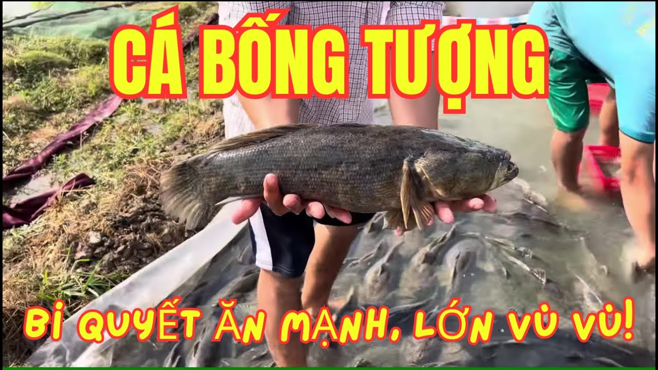Bí Quyết Khiến Cá Bống Tượng Ăn Mạnh, Lớn Vù Vù Không Cần Thuốc!
