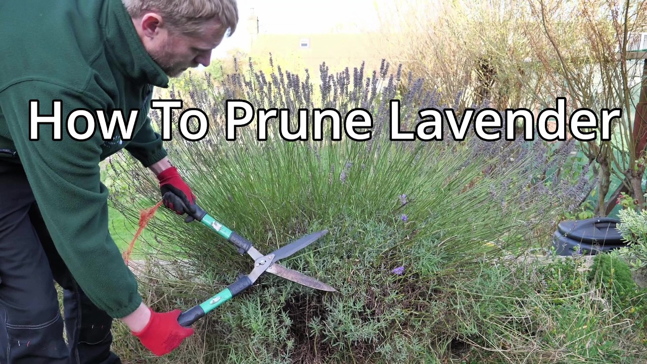How to Prune Lavender
