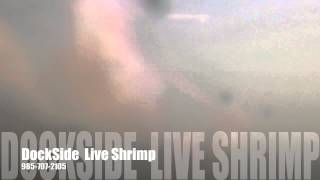 DockSide Live