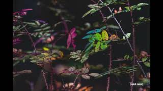 Adult Swim Bump - Synesthesia