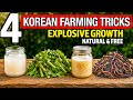 4 Secret Korean Farming Tricks Western Agriculture Hides From You (Heritage-Verified Truth)