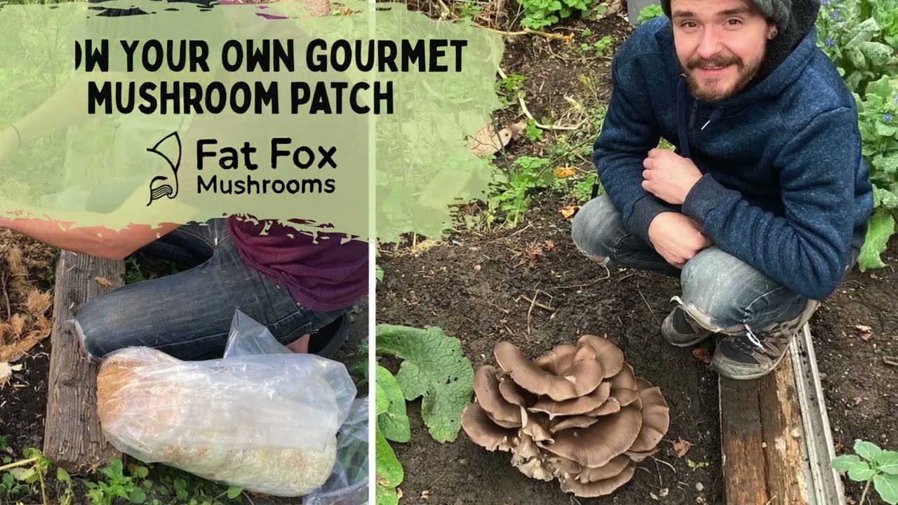 How to grow your own gourmet oyster mushroom bed