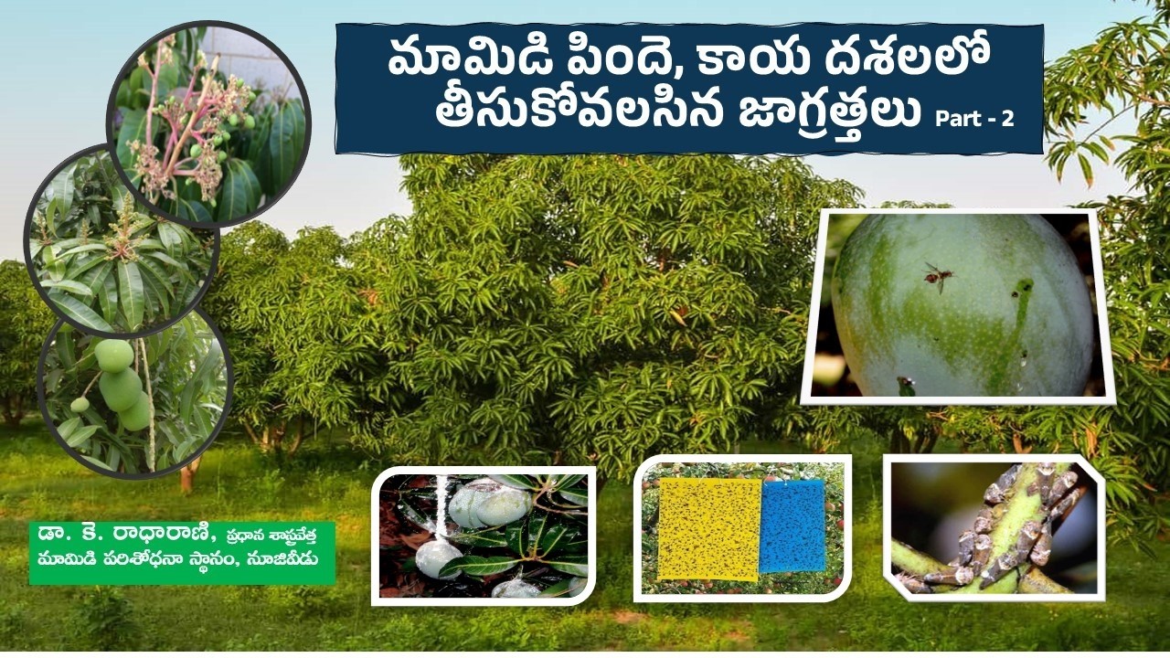 మామిడి పిందె, కాయ దశలలో తీసుకోవలసిన జాగ్రత్తలు పార్ట్ - 2 || డా.కె. రాధా రాణి, ప్రధాన శాస్త్రవేత్త
